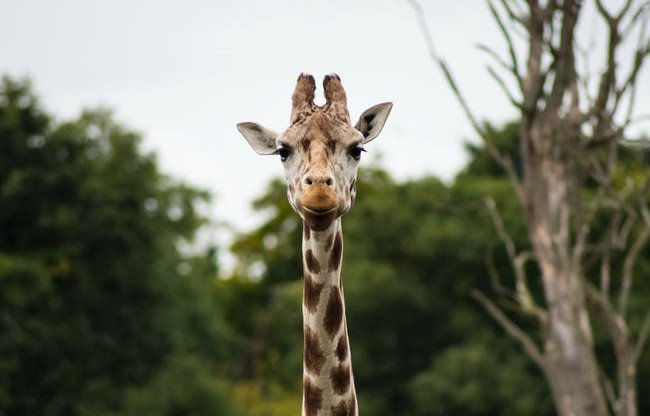 GIRAFFE_edited