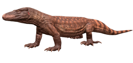 erylizard.png