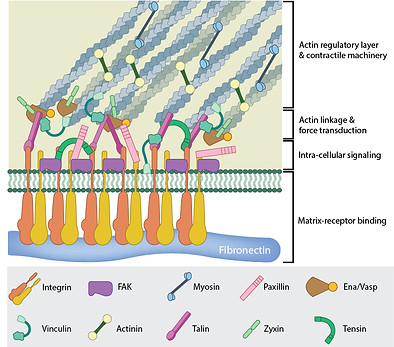 focal adhesion.jpg