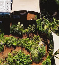 Butterfly Tampa's pollinator garden