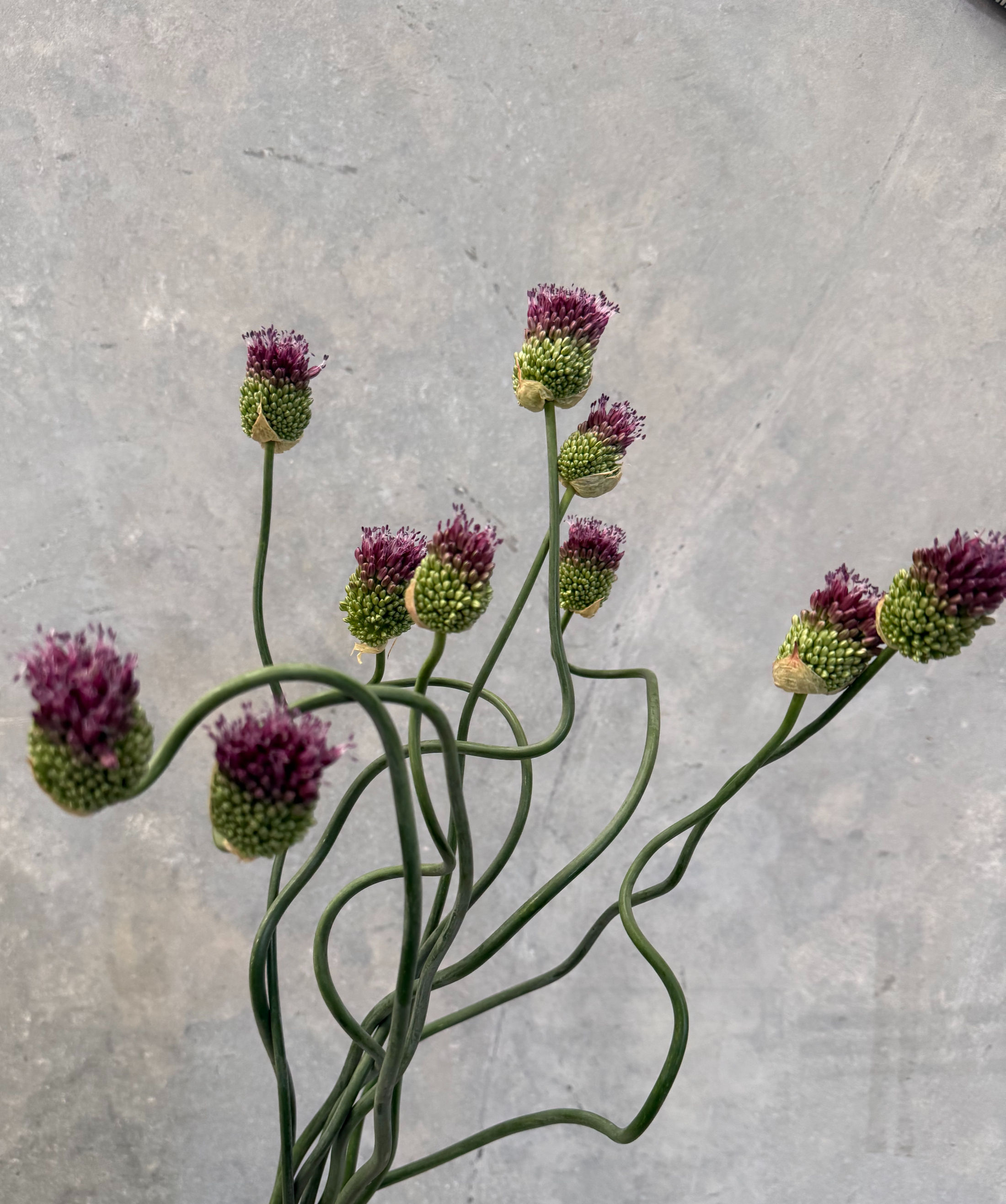 Alium