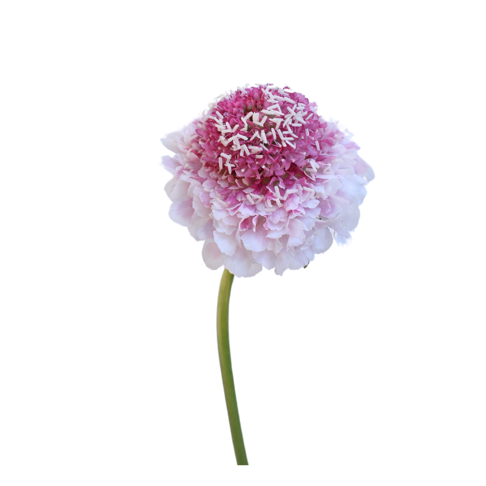Strawberry Pink Scarbiosa