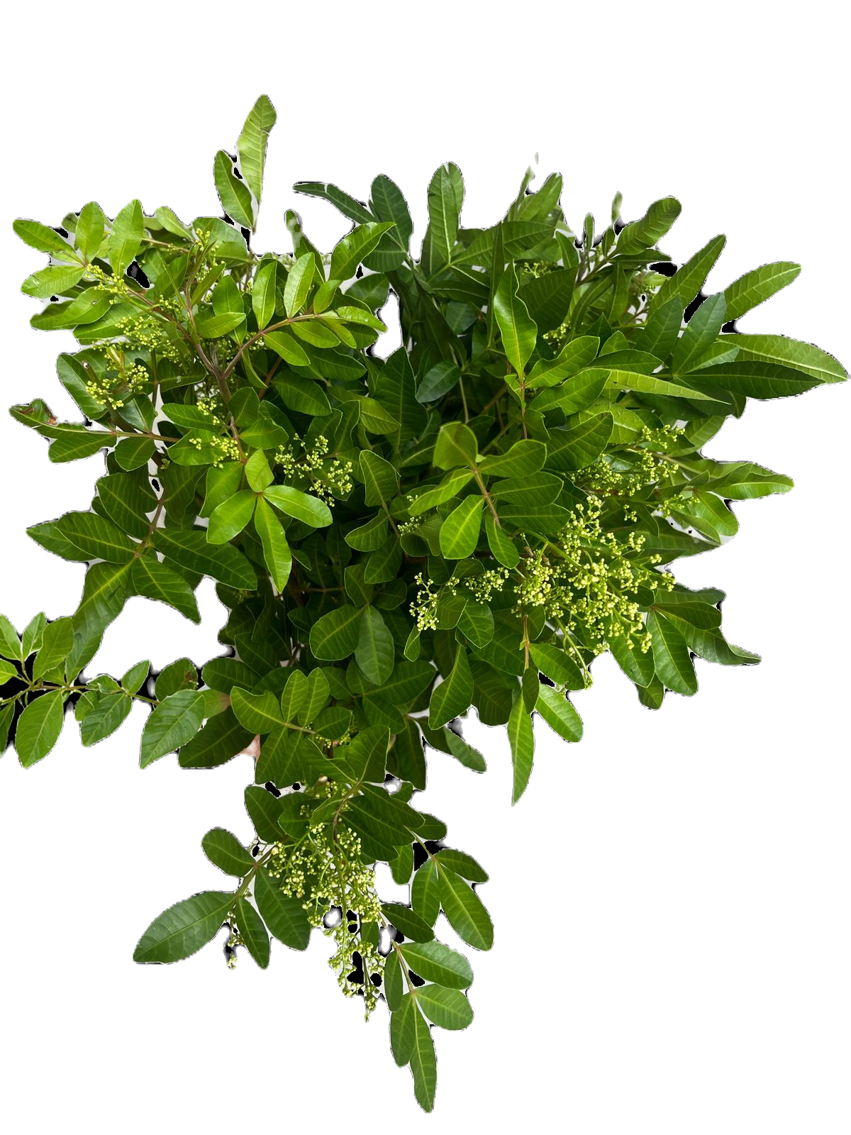 Peppercorn Foliage