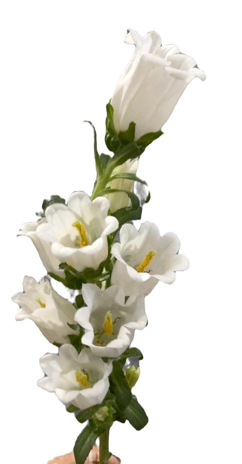 White Bellflower Campanula