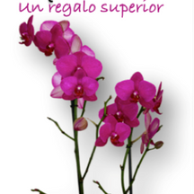 Orquídea Home (Elisa Dana)