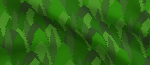 Pine Forest