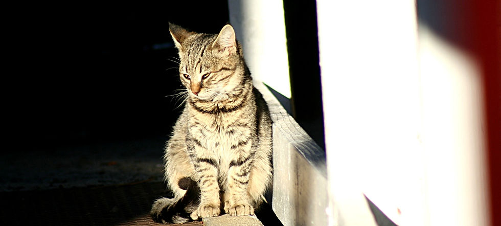 Vitamin D's...
