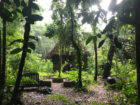 QUINQUAGESIMO QUINTO DIA (16/12/2019) PERMACULTURE SAYS WHAT?