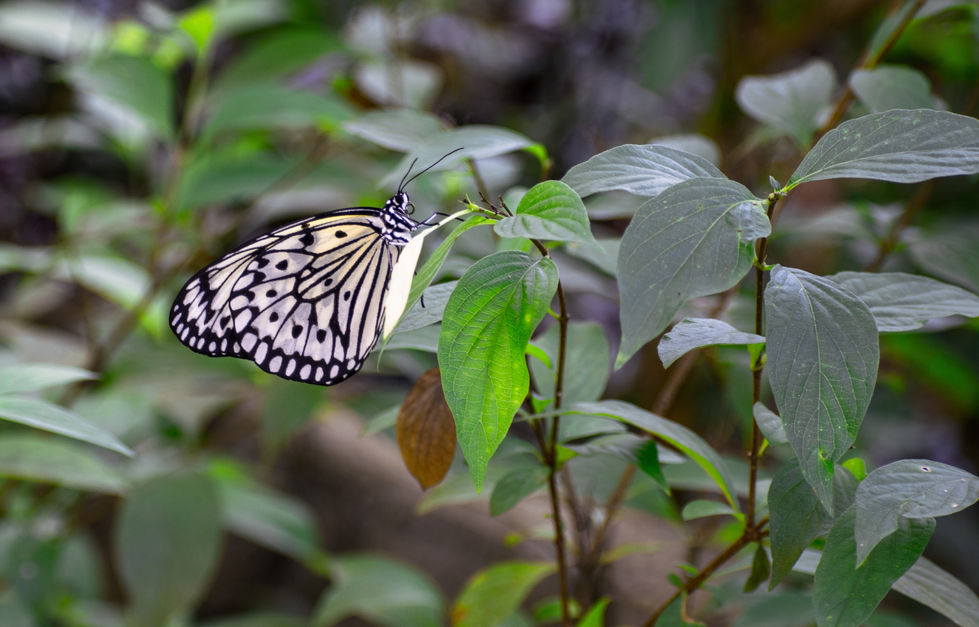 Butterfly