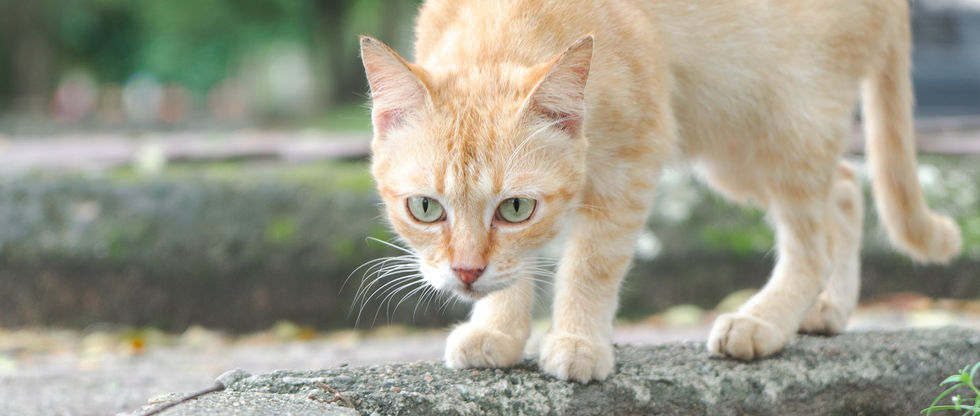 Meow