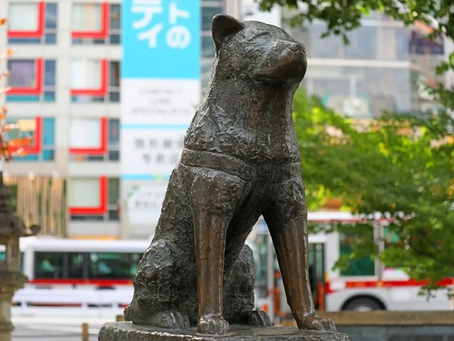 Hatchiko the famous dog statue in Shibuya Tokyo