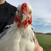 chicken