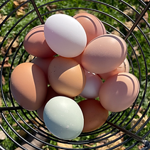 basket of farm fresh eggs
