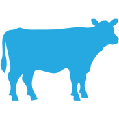 Cattle can be adjusted by a chiropractor too