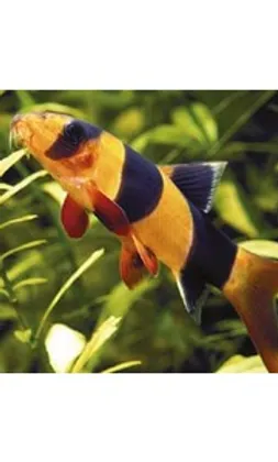 Eau Douce The King Fish