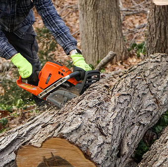 Tree service professional cutting a large fallen tree trunk with a chainsaw during tree removal in Hartford County, CT.