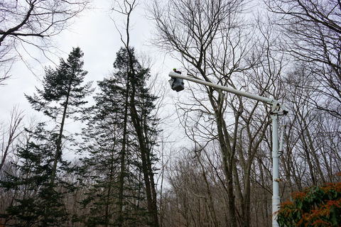 Tree service professional elevated in a bucket truck trimming tall trees in a wooded area during tree care work in Hartford County, CT.