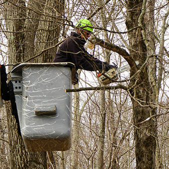Arborist in a bucket truck using a chainsaw to trim tree branches during tree pruning service in Hartford County, CT.