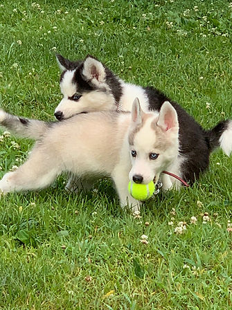 Dams As Puppies (Sasha and Taylor)