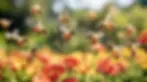 bees-pollinating-flowers-stockcake.webp