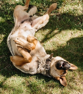 Bertha een hond met klein hartje ❤️  