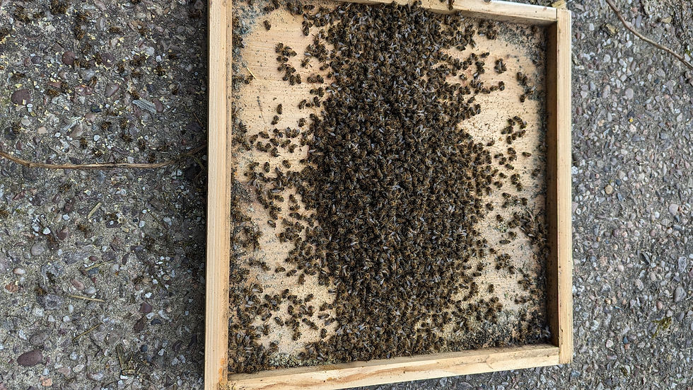 Honeybee starvation kills the entire colony at once