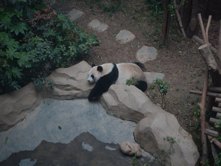 Pandas sehen in China