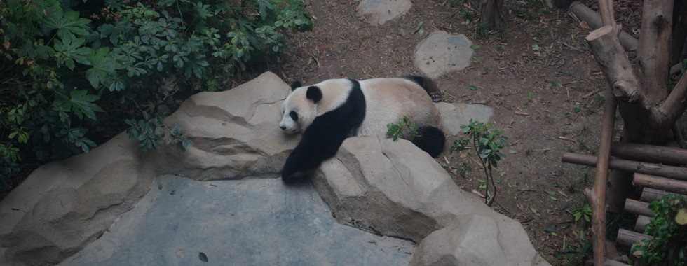 Pandas sehen in China
