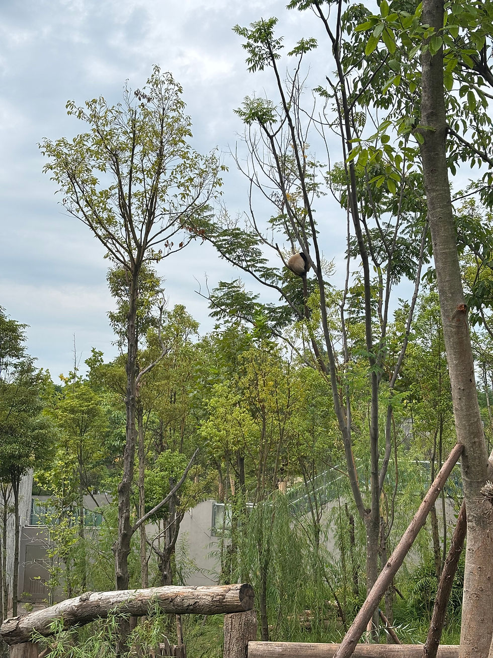 Panda Chengdu Base