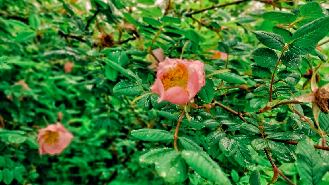 IMG_20180711_100348_Bokeh-01.jpeg