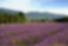 hardloopvakantie provence