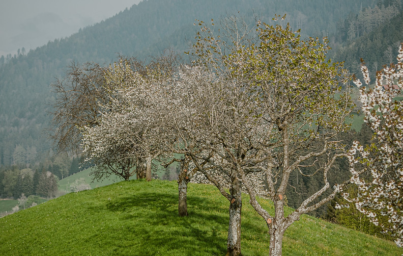 Biodiversität_Baum_2.jpg