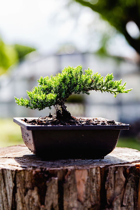 giant money tree Giant Money Tree Stump – GRANDE PLANTS main image 1