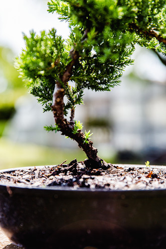 Juniter Bonsai [10 years old / Plastic] | Mysite