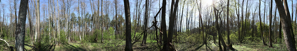 Swampy_forest_panorama.jpg