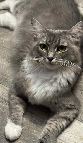 Ragdoll Cherubim Solid Blue Mitted Lynx carrying cinnamon