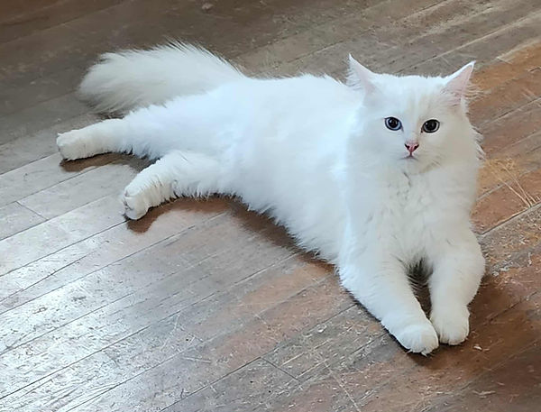 Ragdoll Cherubmin Cat Solid White with Blue Eyes