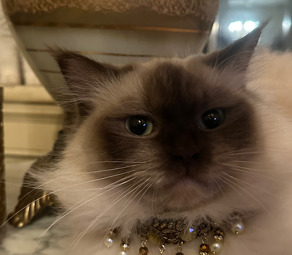 Chocolate Mink Pointed Ragdoll