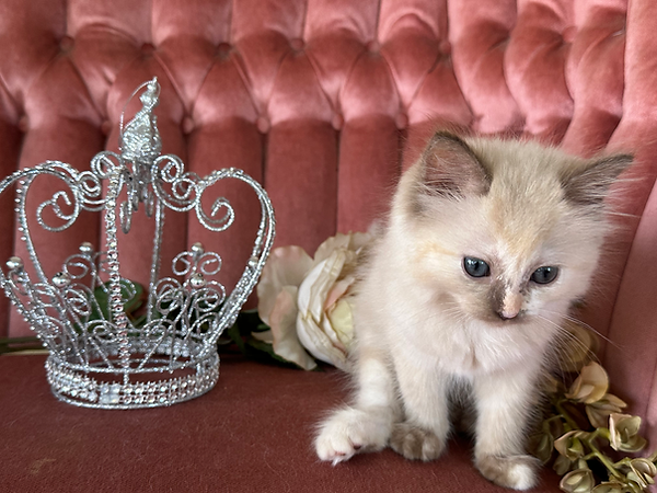 Ragdoll Kitten Chocolate Mink Tortie Pointed/Mitted