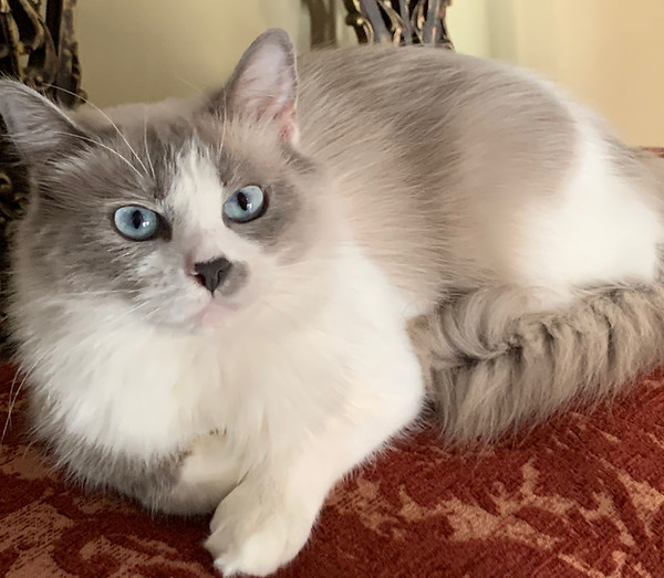 Ragdoll Cat