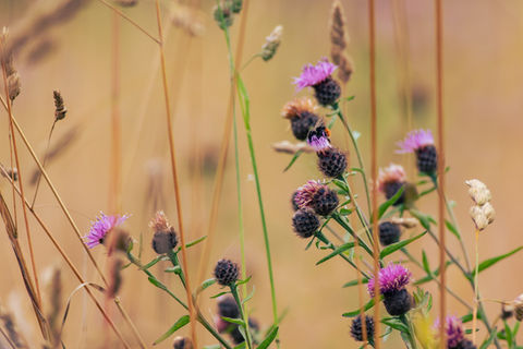 Bees visiting flowers. 