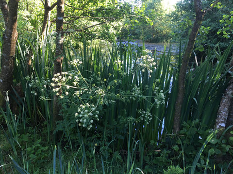 Plants around the lake.