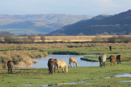 CAMBRIAN MOUNTAINS HORSES.jpg