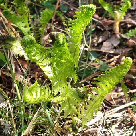 Plants