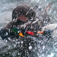 Fowl Play Waterfowling Guided Hunt in Upstate New York