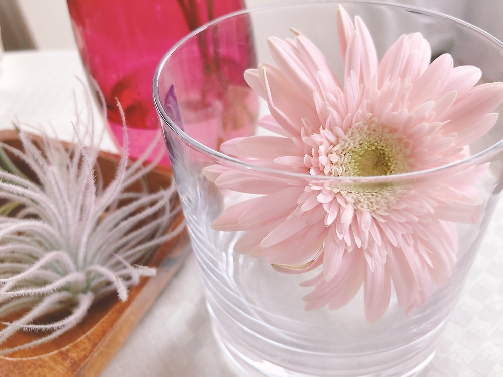 植物が癒してくれますよ