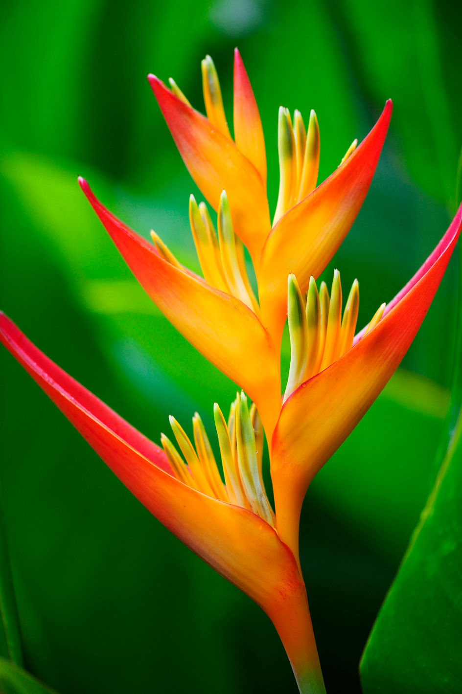 A bright orange and yellow tropical flower in Punta Mita.