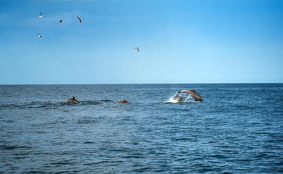 A pod of dolphins leap in the Pacific Ocean off the coast of Punta Mita Mexico. 