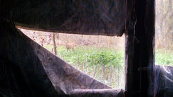 button buck on the food plot
