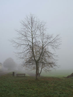 Baum im Nebel